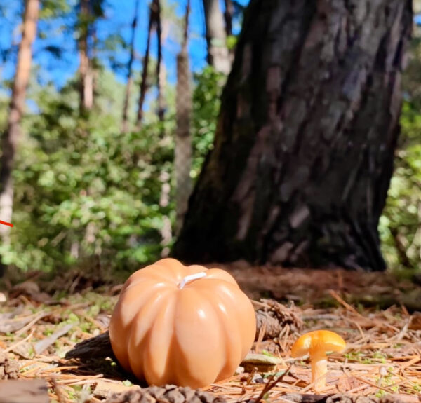 bougie citrouille automne orange avec champignon